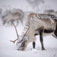 Not Rudolph.